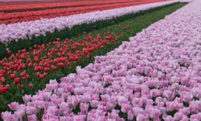 Beautiful:31mpv9buvwi= Flower Garden