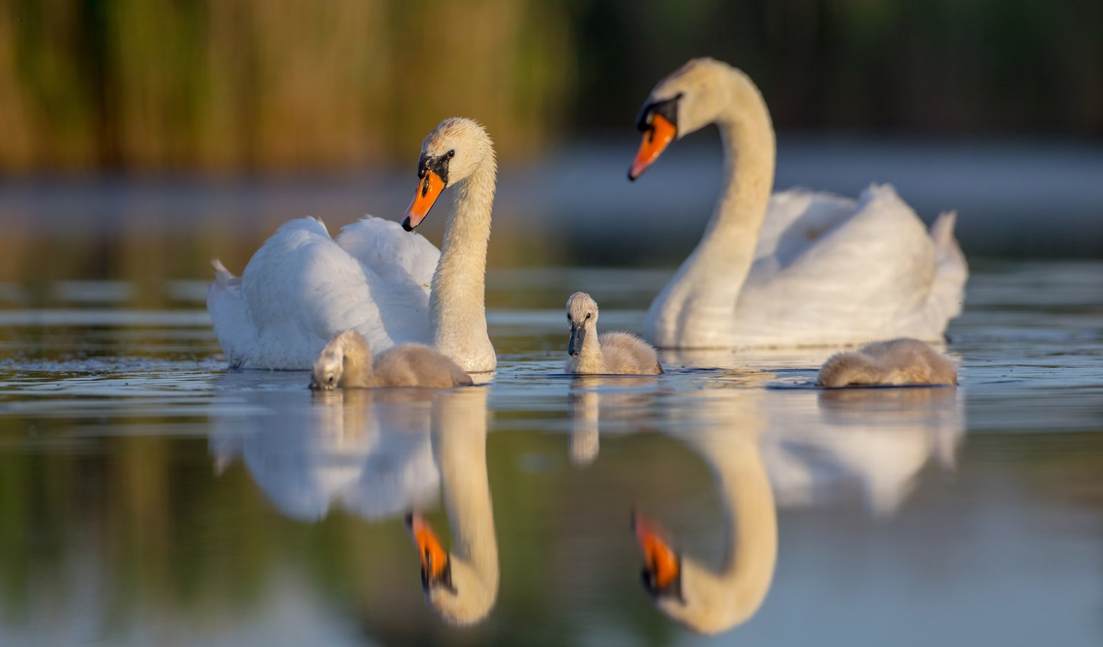 Beautiful:-63ddlotw8u= Swan