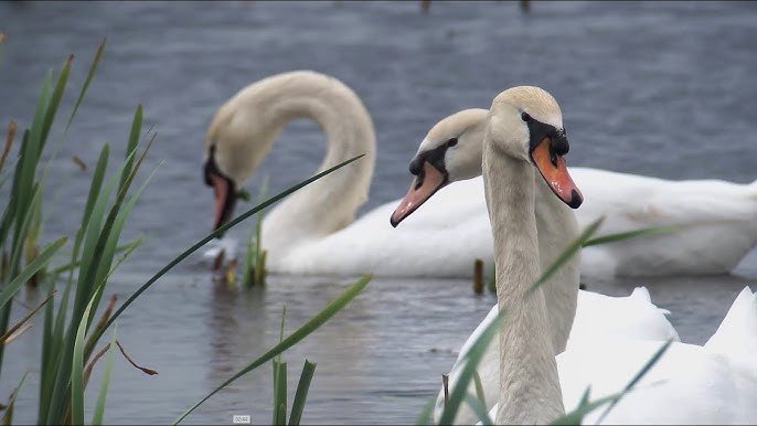 Beautiful:-63ddlotw8u= Swan