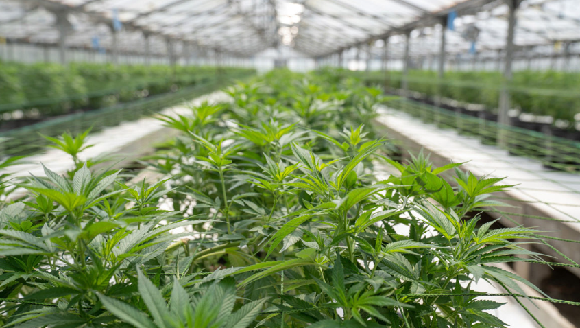 Green Horizons of Modern Cannabis Marketing